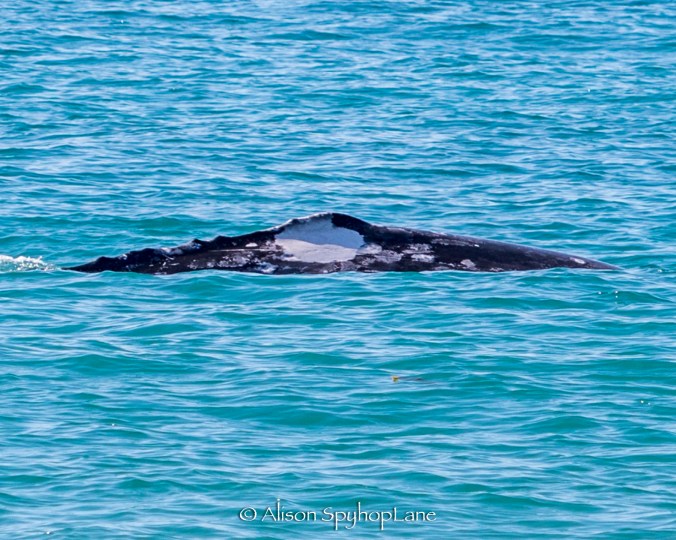 2018-02-22-ID mark-gray-whale-pt-dume-2218