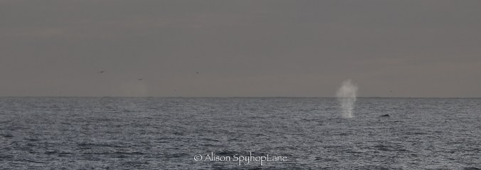 2018-03-02-humpback-fin-whales-pt-dume-3050