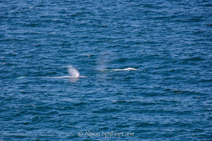 2018-03-04-two-gray-whales-pt-dume-3199