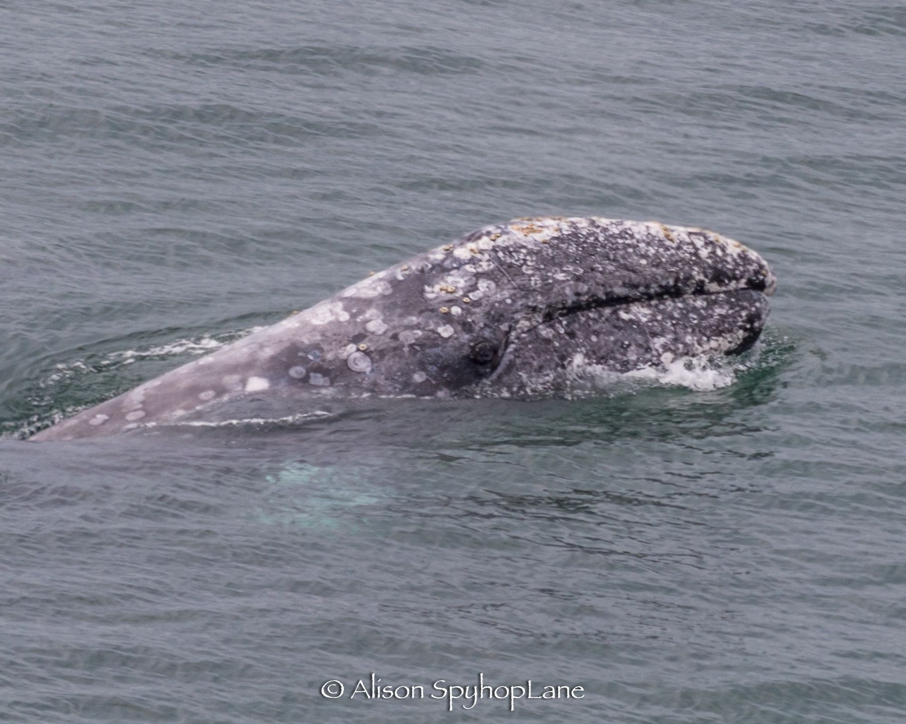 2018-03-07-graywhale-eye-pt-dume-3605