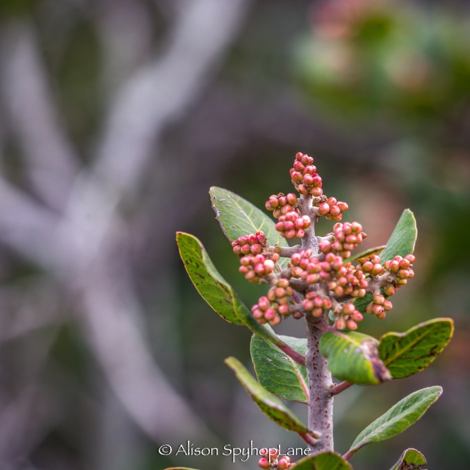 2018-03-07-lemon-berry-plant-2-pt-dume-3668