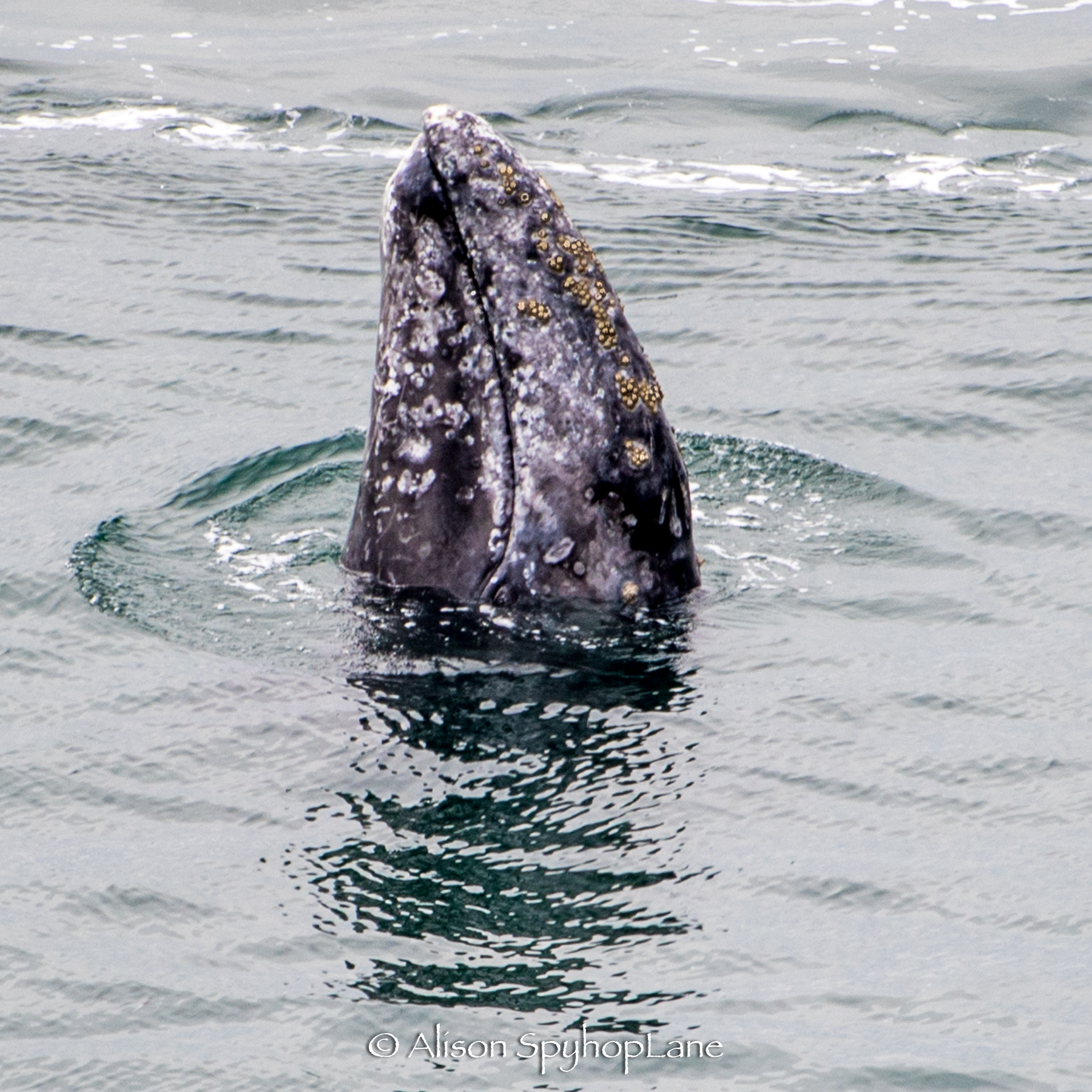 2018-03-07-spyhopping-graywhale-pt-dume-3564