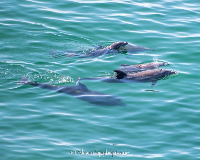 2018-03-08-dolphins-pt-dume-3966