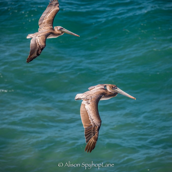 2018-03-14-pelicans-pt-dume-6307