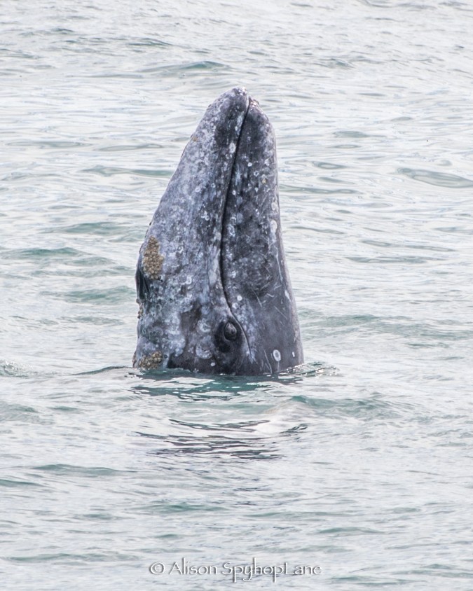 2018-03-16-spyhop-pt-dume-6703