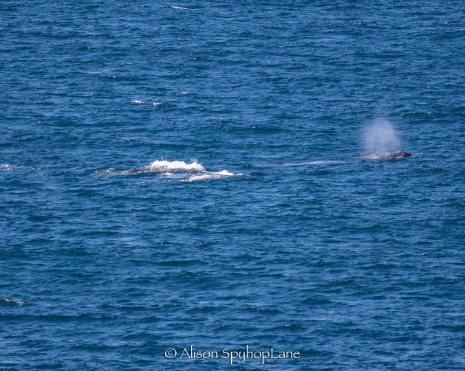 2018-03-17-four gray-whales-pod-pt-dume-7131