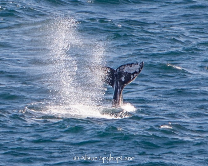 2018-03-17-gray-whales-fluke-blow-mating-pt-dume-7364