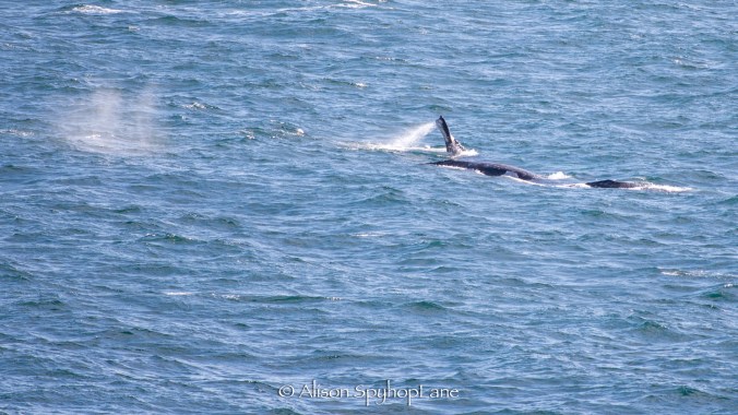 2018-03-17-three-gray-whales-pod-pt-dume-7208