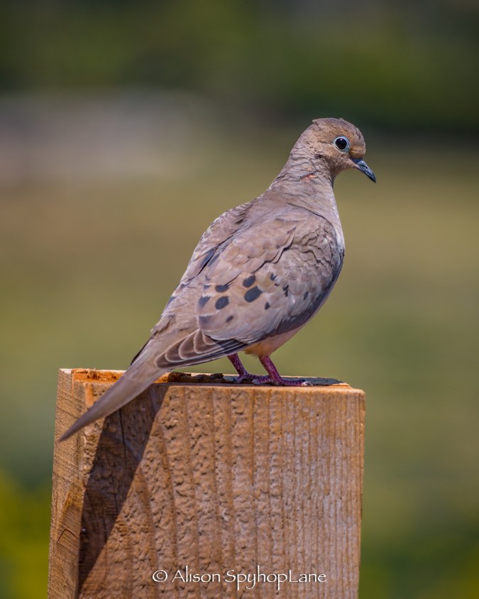 2018-04-18-mourning-dove-pt-dume-7020
