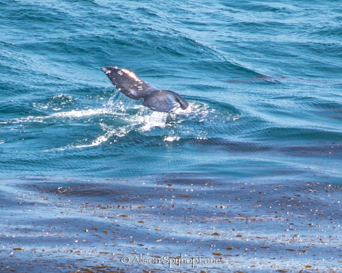 2018-04-20-gray-whale-fluke-pt-dume-7172