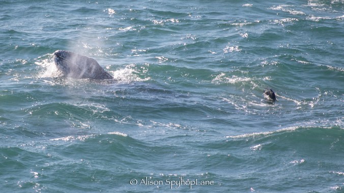 2018-04-20-gray-whale-pt-dume-7338