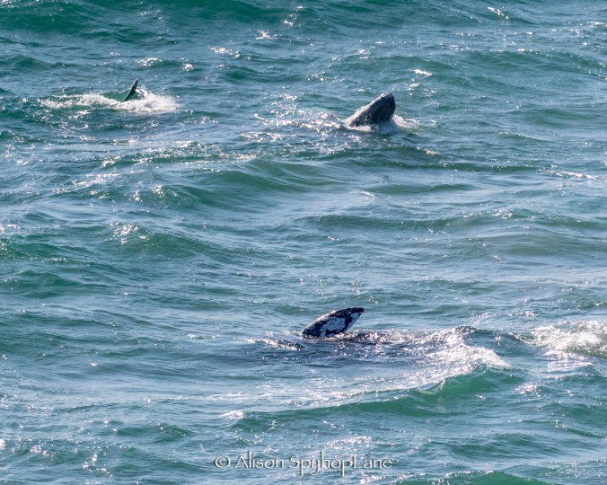 2018-04-20-two-gray-whale-pt-dume-7351