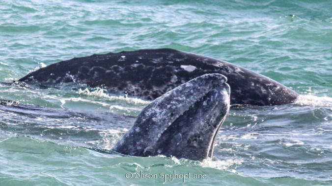 Gray Whale behaviors